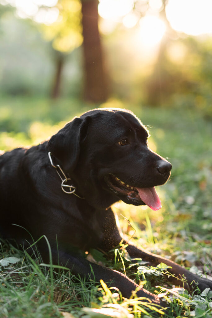 black-dog-photo