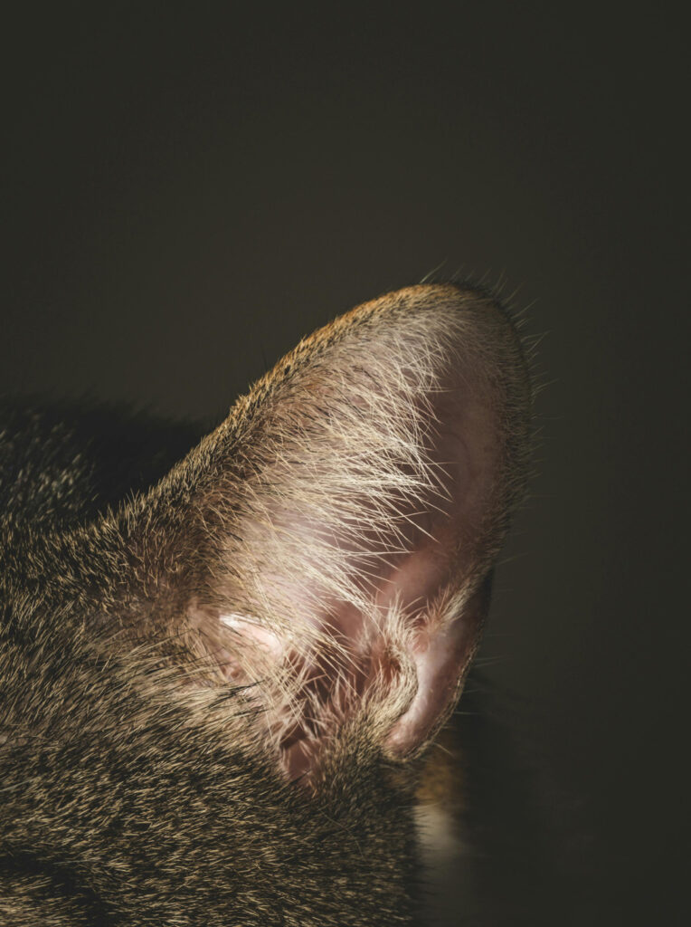 cat-ear-photo