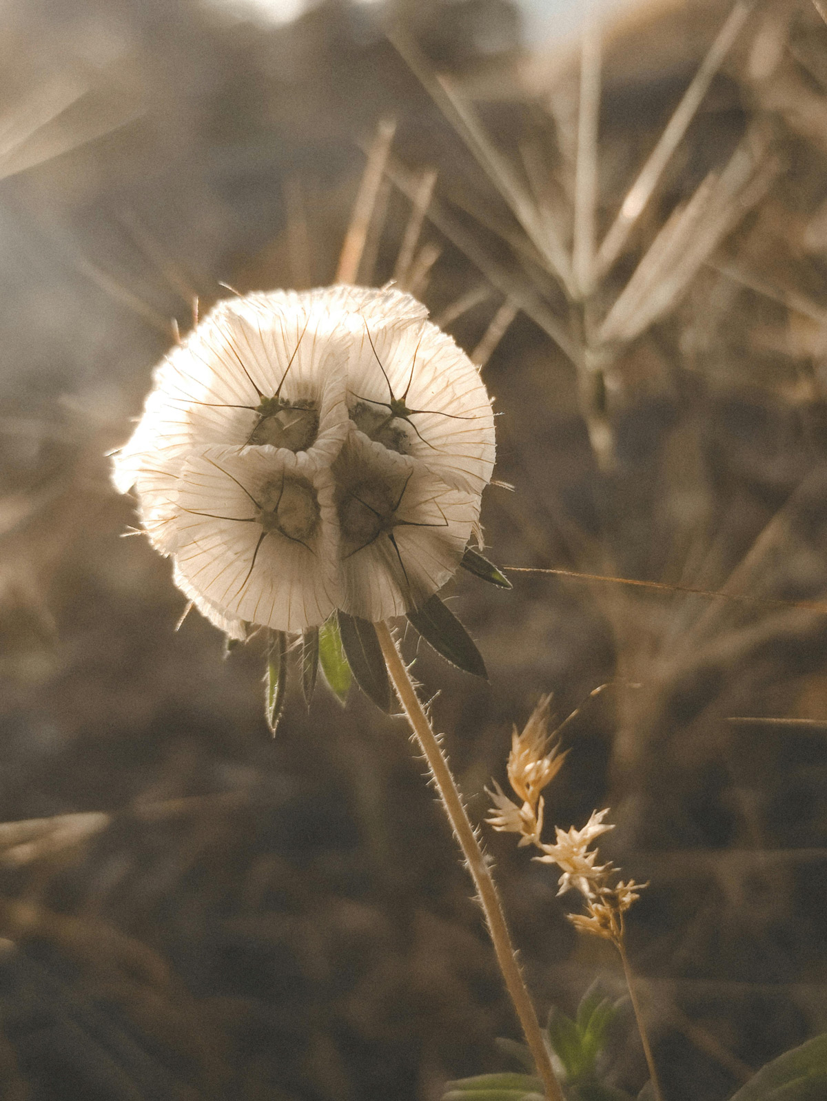 flower-photo