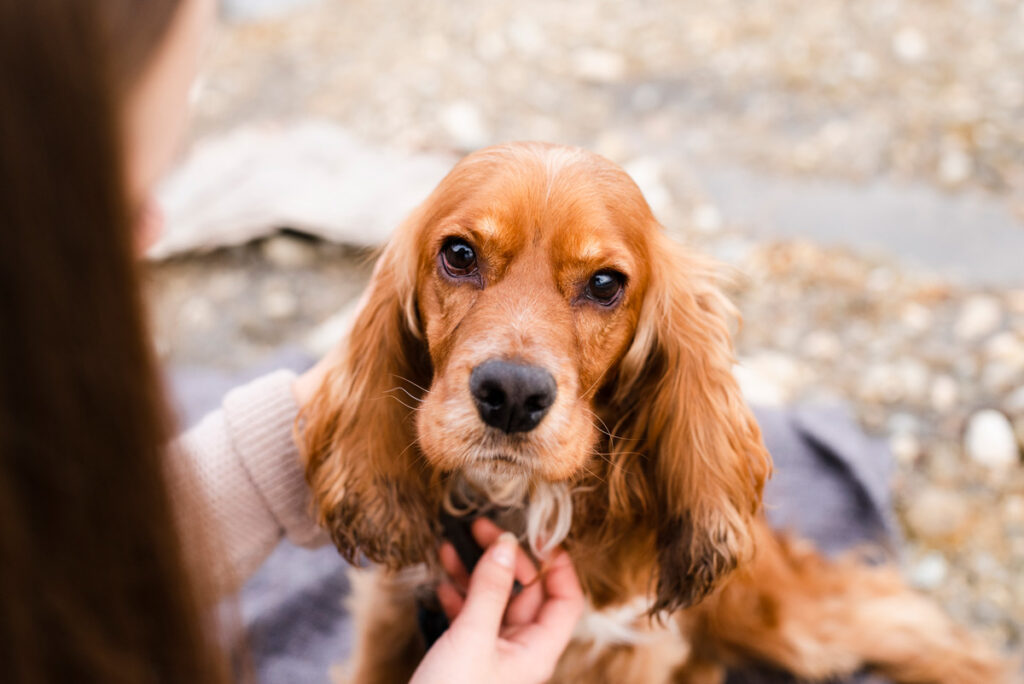 spaniel-photo