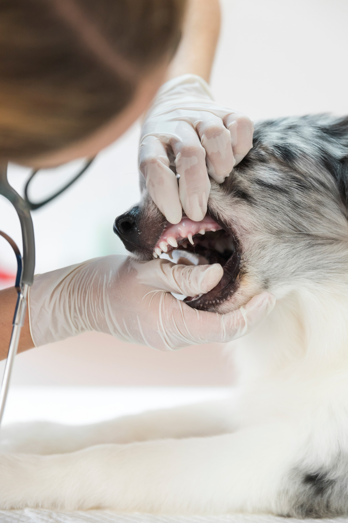 veterinary-photo